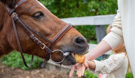Can Horses Eat Apples Facts Recipes And Cautions Helpful Horse Hints