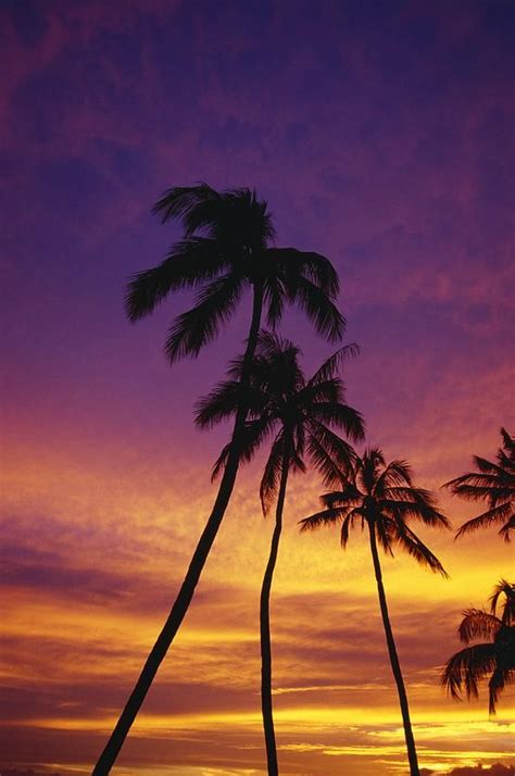 Palm Tree Silhouettes Sunset Waikiki By Natural Selection Craig