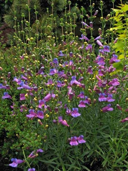 Maybe you would like to learn more about one of these? Product Viewer - Penstemon Margarita BOP in 2020 ...