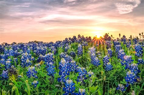 Texas Bluebonnets Bluebonnets Fun Facts And Trivia