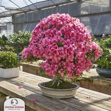 Cómo Disfrutar De Las Flores De La Azalea Por Más Tiempo Mistral Bonsai