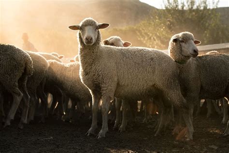 Merino Sheep Breed Information A Good Forager And Producer Of High