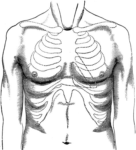 Male Chest Anatomy Diagram