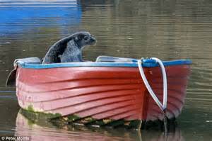 Cheeky Seal Makes Itself A New Home After Becoming Captain Of Its Own