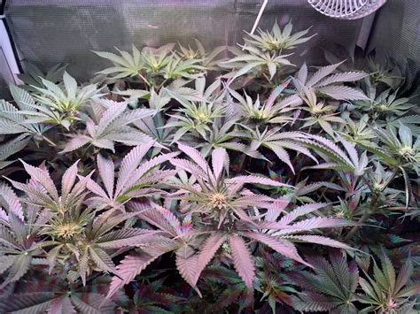 Bruce Banner 3 Weeks Into Flower Thcfarmer Cannabis Cultivation Network