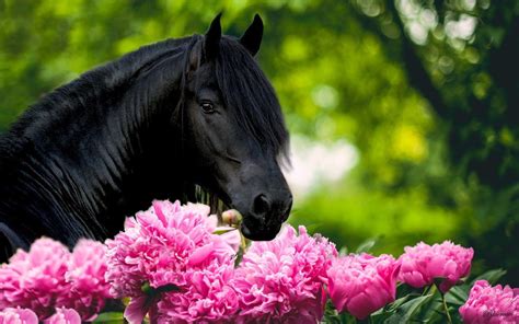 Horses Spring Time Wallpapers Wallpaper Cave