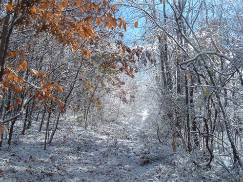 Snowy Woods By Ladydeliz On Deviantart