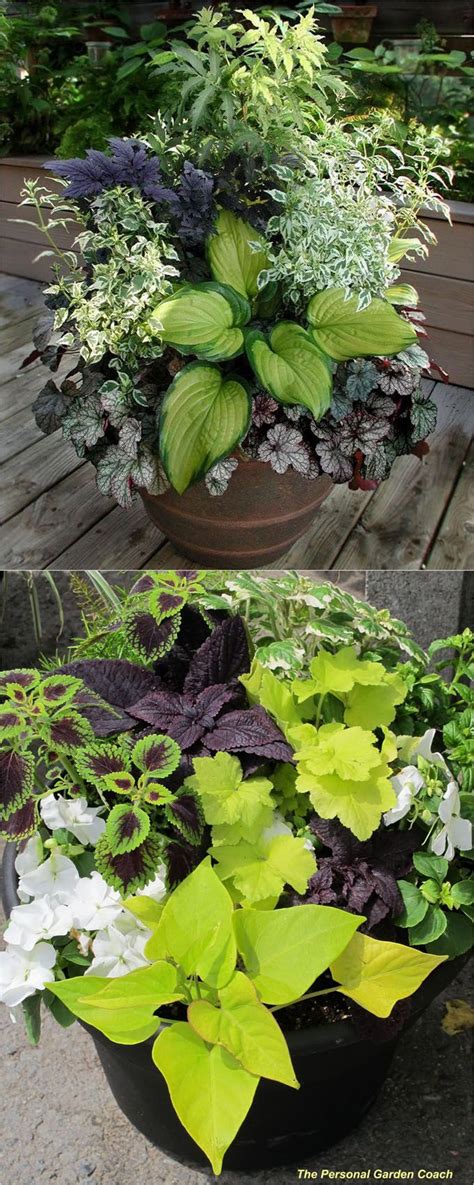 16 Colorful Shade Garden Pots And Plant Lists Plants Garden Plant Pots
