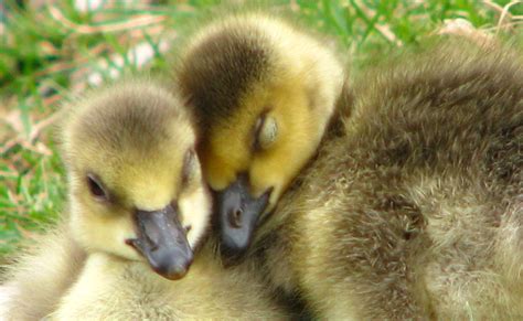 When Baby Geese Are Orphaned This Wildlife Center Finds Them New