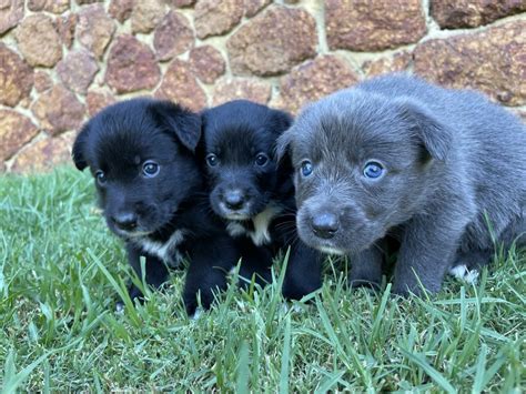 Border Collie X Kelpie Puppies Petsforhomes