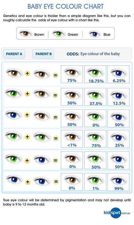 Eye Colour Eye Color Chart Genetics Eye Color Chart Eye Color Predictor