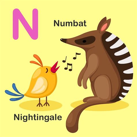 Illustration Isolated Animal Alphabet Letter N Numbatnightingale