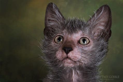 Pin By Kimberly Spencer Decker On Lykoi Werewolf Cats In 2020 Werewolf Cat Lykoi Cat Cat