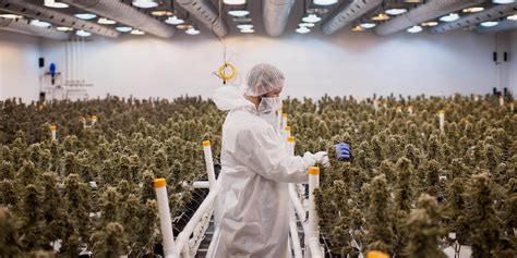 Canadas Cannabis Industry To Create 150000 Legal Weed Jobs Herb