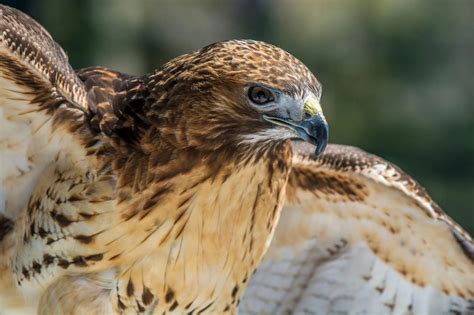 Arctic Birds Of Prey