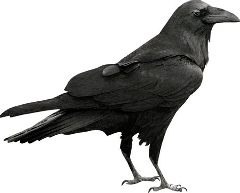 Free Image On Pixabay Raven Bird Black Feather Wild Crow Images