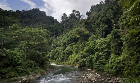 Intrepid Travel With Tribal Survival And Untouched Jungle In Wild Borneo