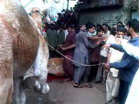 Camel qurbani 2012 at fb area block 15 (javed nihari). Camel Qurbani near Liaquat Market, Malir, Karachi 2011 ...