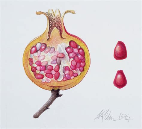 Cut Pomegranate Watercolor On Paper By Margaret Ann Eden
