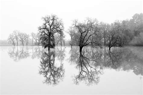 Reflections In Water Black And White Tree Print Nature Etsy In 2020