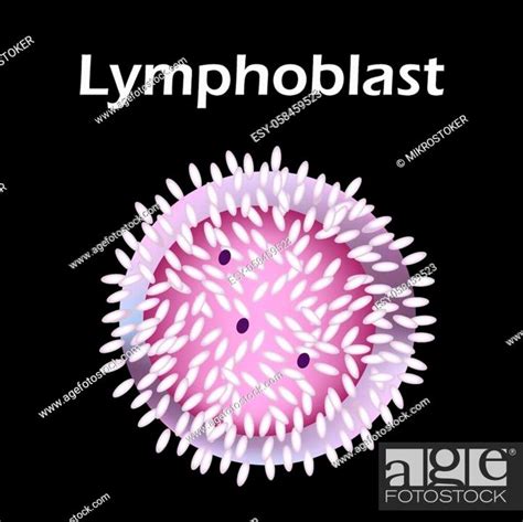The Structure Of The Lymphocyte Lymphocytes Blood Cell Stock Vector