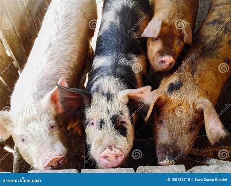 Close Up Of Different Color Pigs On A Pig Farm Stock Photo Image Of