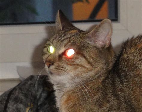 Why Do Cats Eyes Glow In The Dark Explained