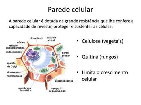 Membrana Plasmática Plasmalema