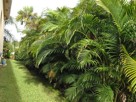 Preferring warm and humid climates, this is a very popular houseplant that can provide. Areca Palm Buffer | Tropical landscaping, Florida ...