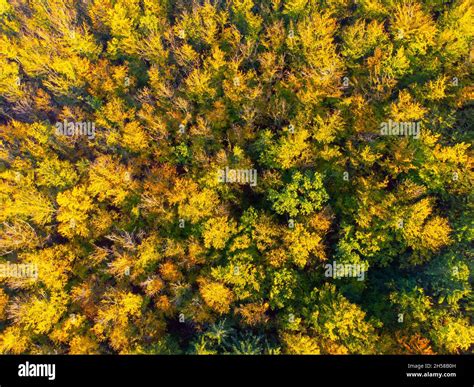 Autumn Time Colorful Forest From Above Stock Photo Alamy