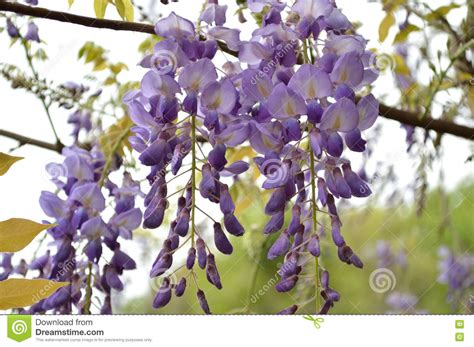 Wisteria Blooms On An Overcast Day Closeup Stock Photo Image Of Buds