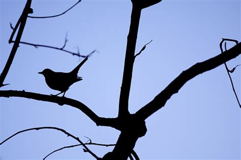 Silhouette Of A Blackbird Stock Photo Download Image Now Istock