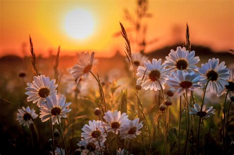 Photo Sun Nature Flowers Camomiles Sunrises And Sunsets 2048x1365