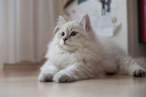 The siberian cat, also called the siberian forest cat, is an adventurous and athletically built cat who common colors include black, white, gray, orange, and blue. Norwegian Forest Cat Blue | norwegian-forest-cat-kitten ...