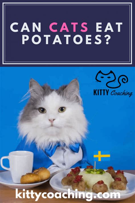 Generally speaking, if a cat is interested in eating a strawberry, then the assumption stands that most certainly. Can Cats Eat Sweet Potatoes? What About Chocolate? (2018)