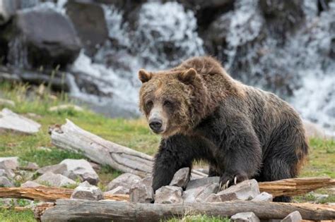 Feds Propose Removal Of Yellowstone Grizzlies From Endangered List