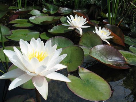 Nymphaea Alba European White Water Lily World Of Flowering Plants