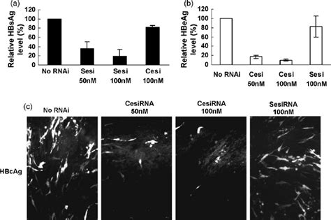 The Effects Of EsiRNAs On HBV S And Core Antigen Expression HepG2