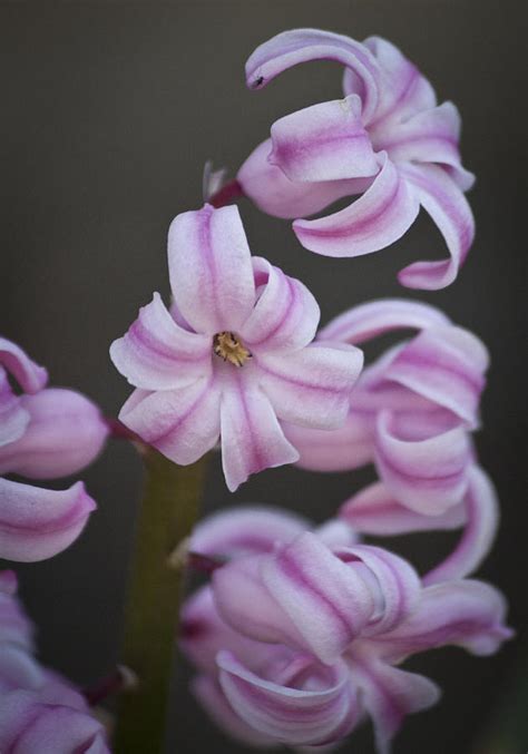 Pink Stripes Photograph By Teresa Mucha Fine Art America