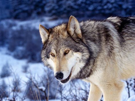 Gray Wolf Lobo Snow Lone Wolves Hd Wallpaper Peakpx