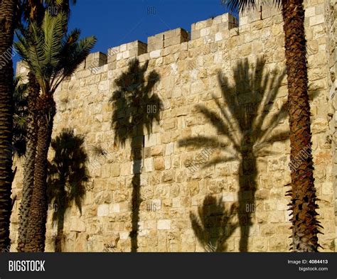 Jerusalem Palm Image And Photo Bigstock