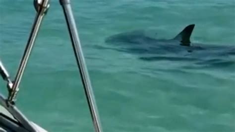 Hammerhead Shark Caught On Camera Circling Boat Off Florida Coast