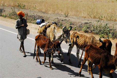 Photo Of Herding Cattle On The Road By Photo Stock Source Animal Sawai