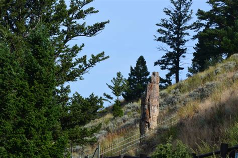 Petrified Tree Upper And Lower Falls Yellowstone Park