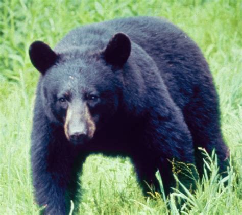 Black Bear Animal Wildlife