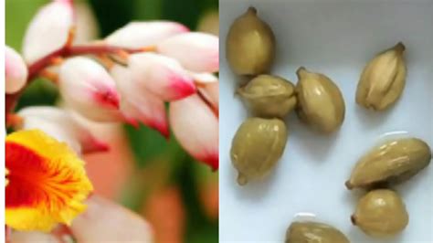 How To Grow Cardamom From Seeds Plant At Home Elettaria Cardamomum