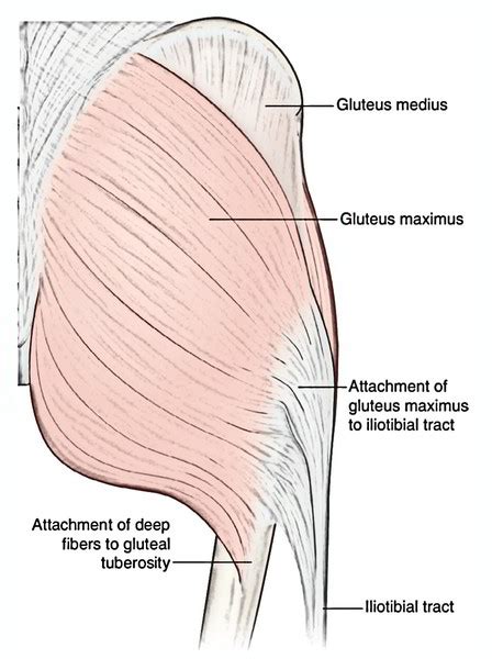 Gluteal Muscles Posterior View