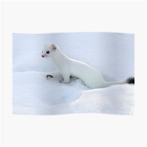 Ermine Short Tailed Weasel Poster By Garyfairhead Redbubble