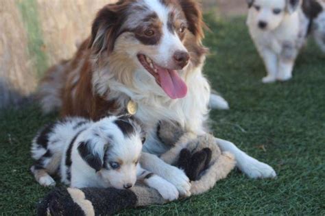 It is relaxed, loyal, and devoted, bonding closely with family, even to the point of developing separation anxiety. Miniature Australian Shepherd Puppies for Sale in Ramona ...