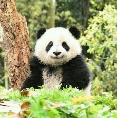 Giant Panda Zhi Hua Dian Dian At Bifengxia Base Baby Panda Bears
